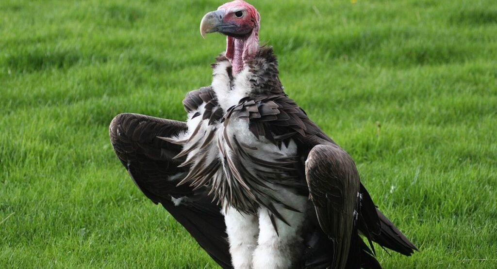 Lappet-faced Vulture Close Up