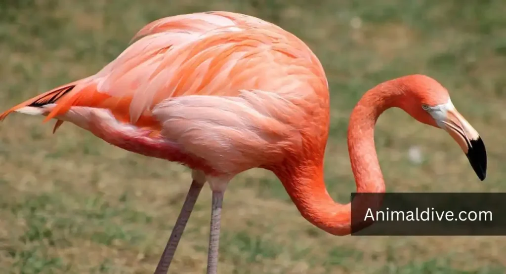 Least Smart Animals