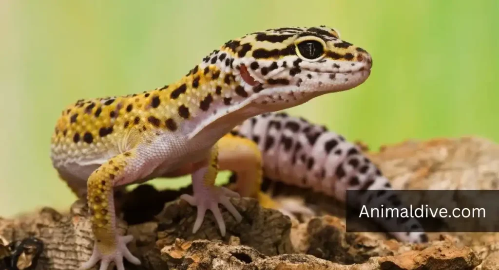 Leopard Gecko Lizard lookalike dragon