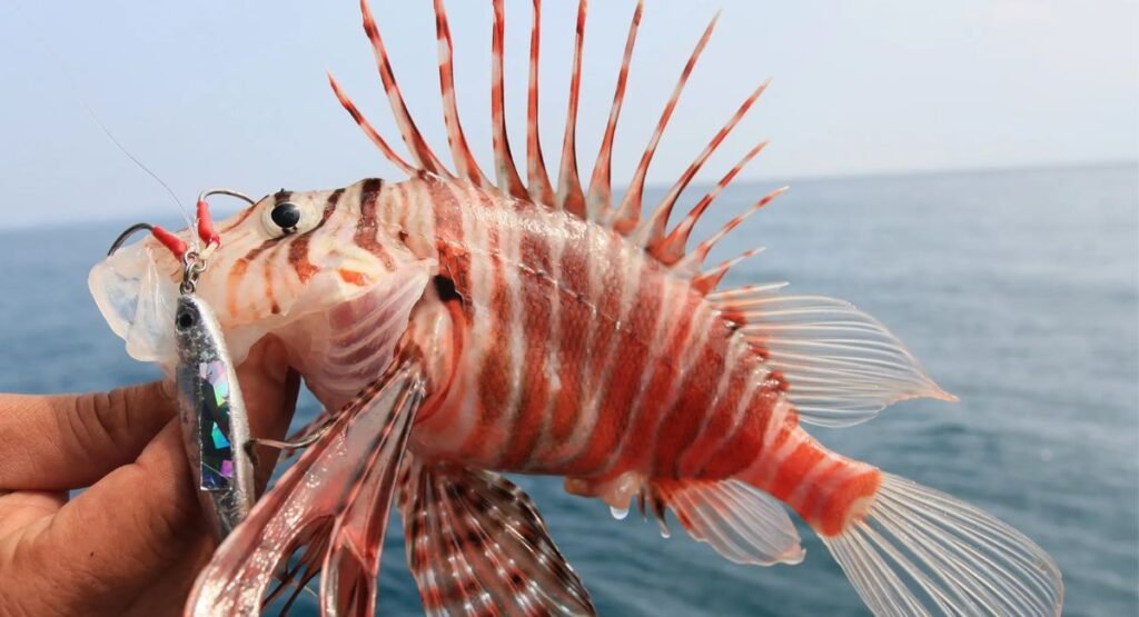 Lionfish Sting