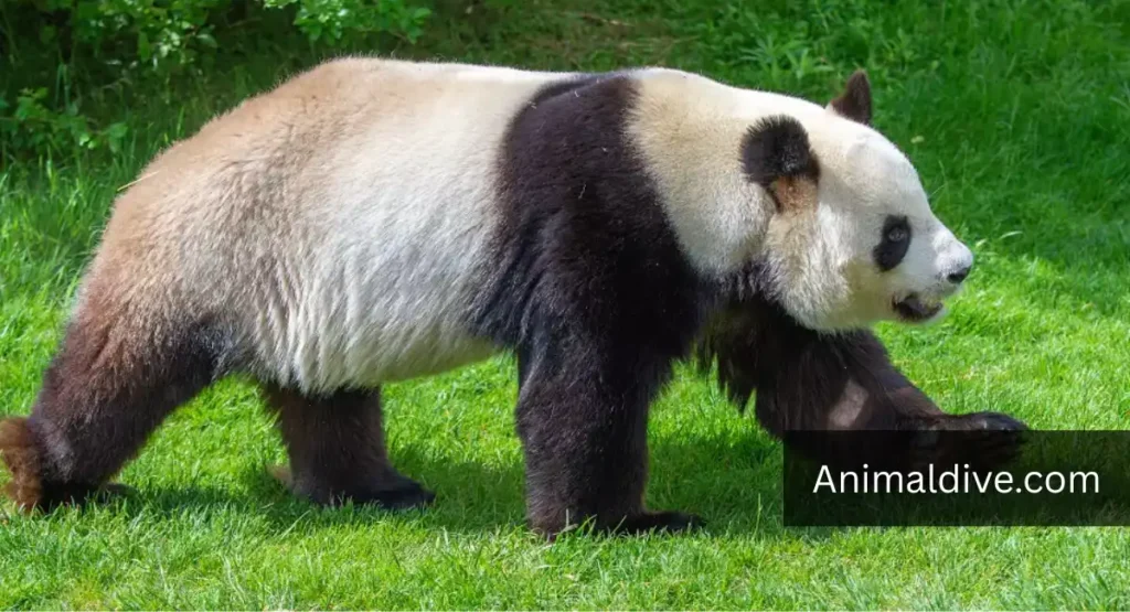 Lowest IQ Animals