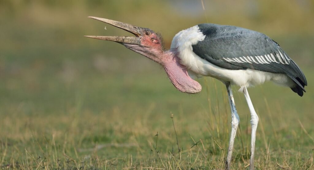 Marabou Stork Scavenger
