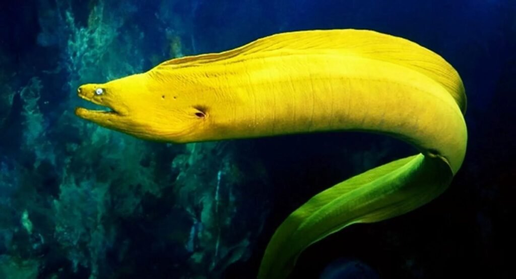 Moray Eel Bite