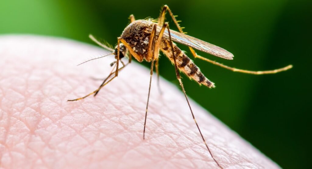 Mosquito-Borne Diseases