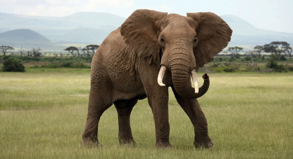 Most Hygienic Animals On Earth
