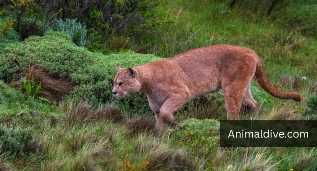 Mountain Lion (Cougar) Rabbit Predators
