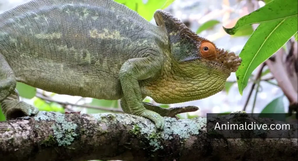 Parson's Chameleon Lizard lookalike dragon