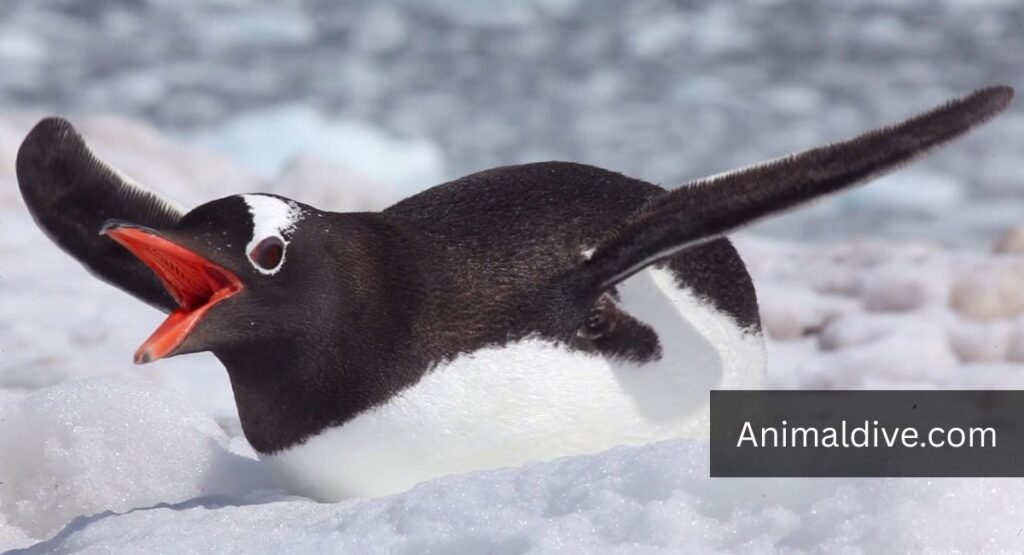 Penguin with down syndrome