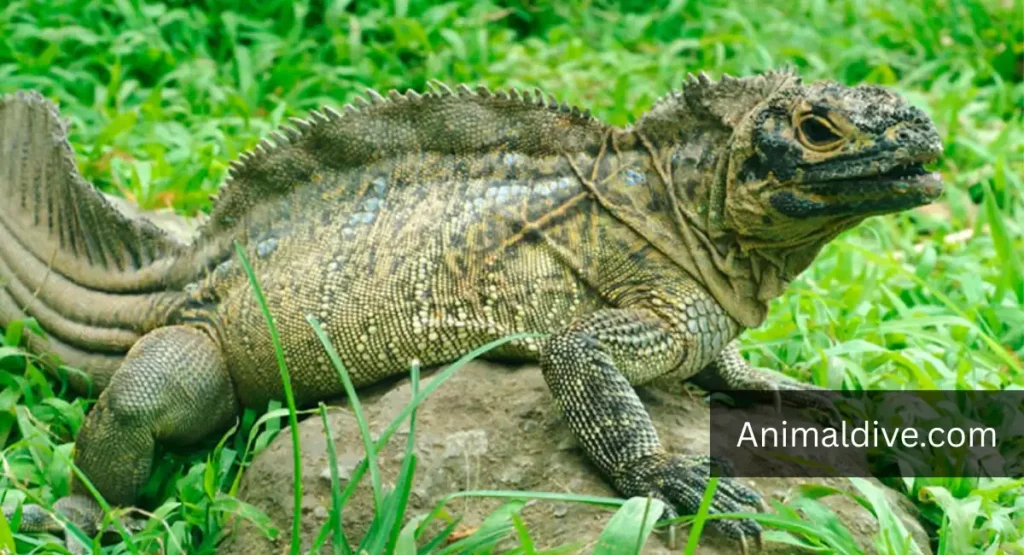 Philippine Sailfin Lizard lookalike dragon