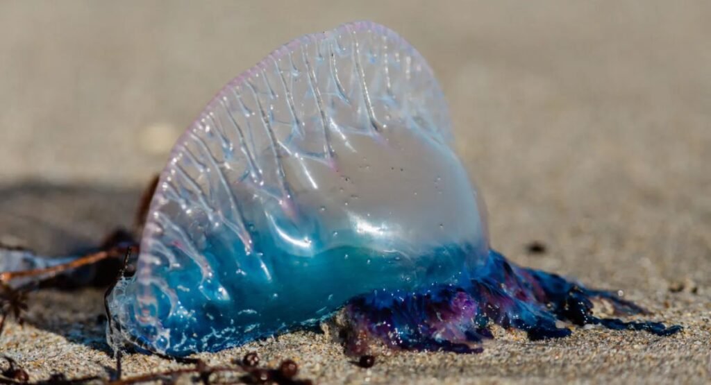 Portuguese Man O' War Sting
