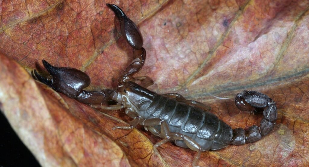 Puerto Rico Scorpion Sting
