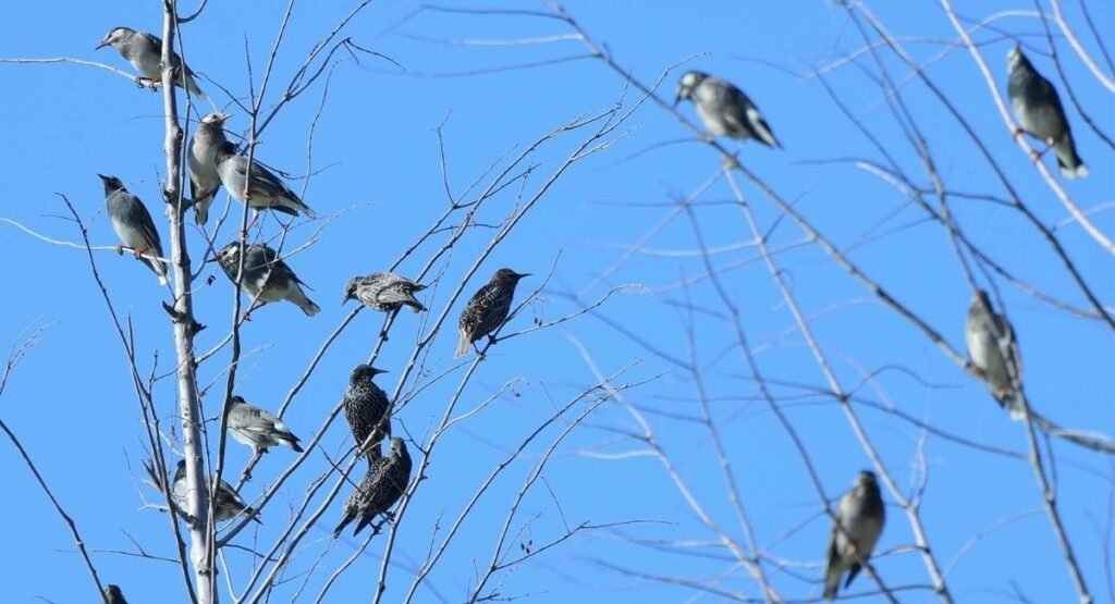 Rook Bird Flock