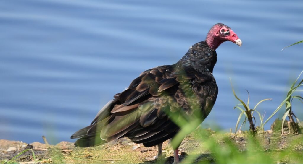 Scavenger Birds In The World