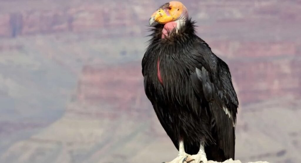 Scavenger Birds Of Prey