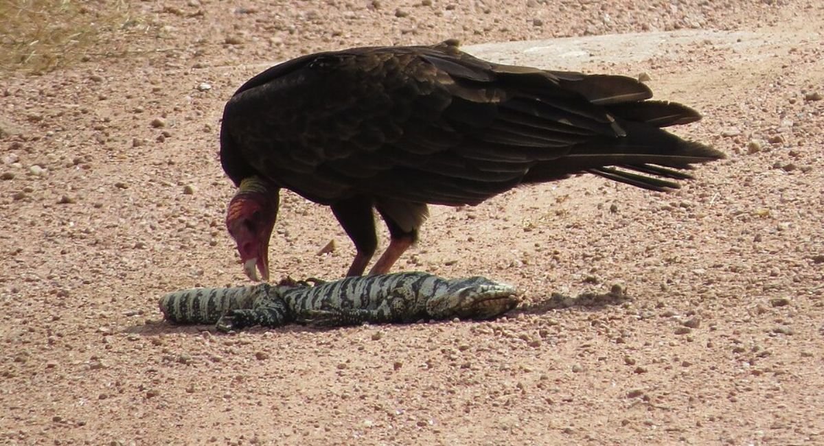 Scavenger birds
