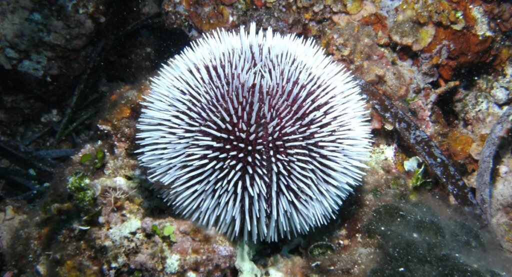 Sea Urchin Spines