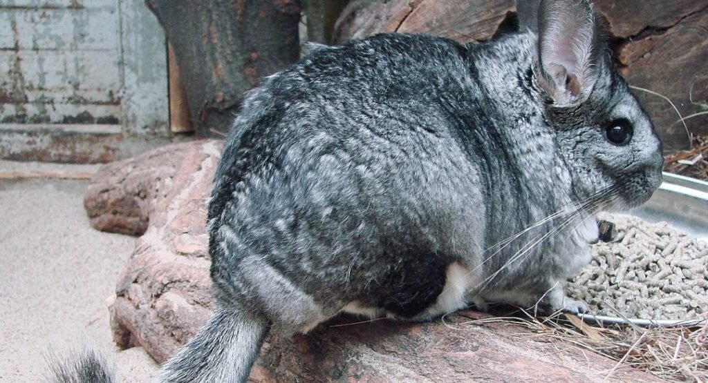 Self Grooming Animals In The Wild