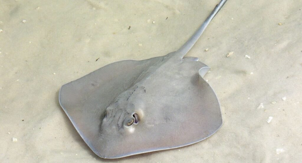 Stingray Injuries