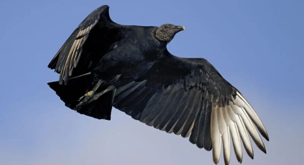 Vultures Feeding On Carrion