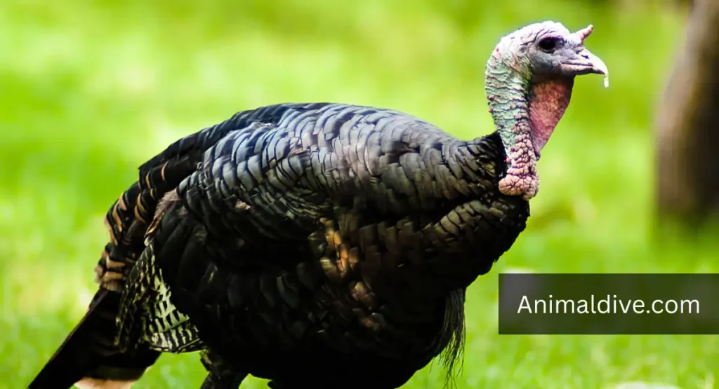 What Animal Has the Lowest IQ