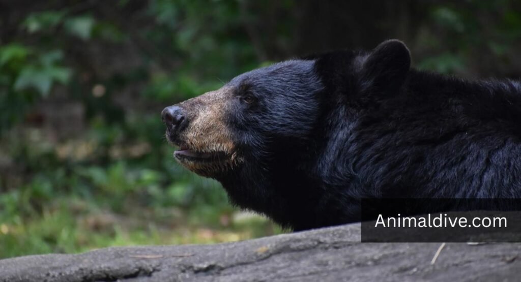 What Animals Eat Berries