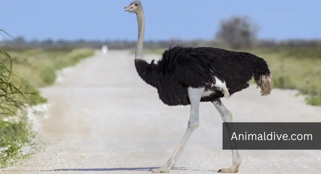 Which Animal Has the Lowest IQ