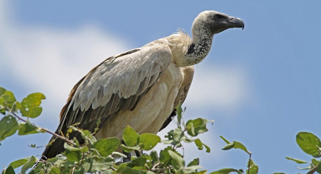 White-backed Vulture Perched