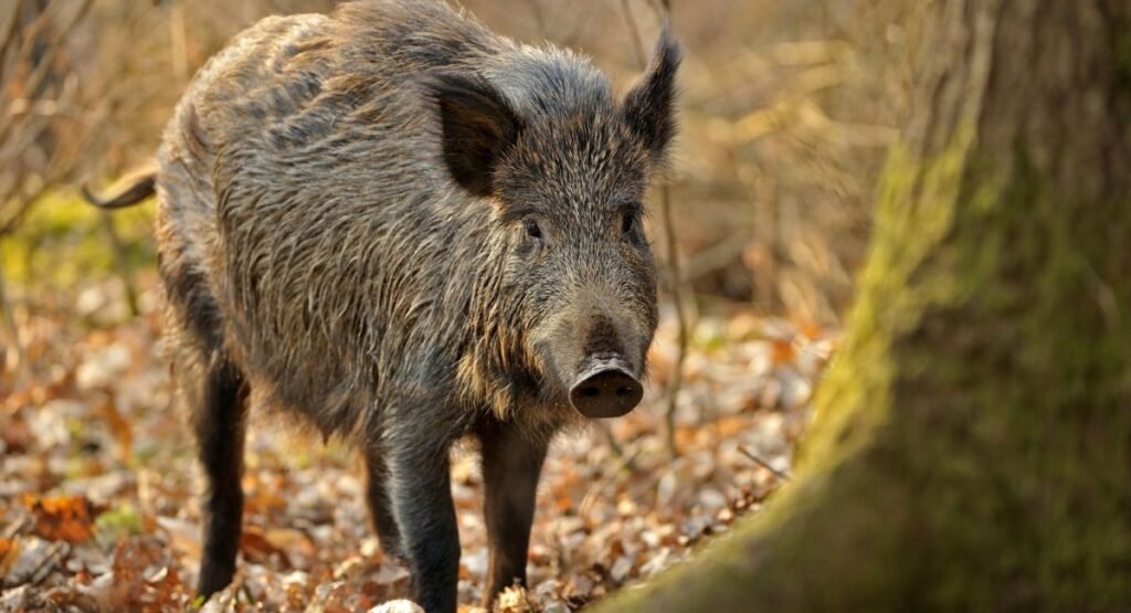 Wild Boars In Puerto Rico