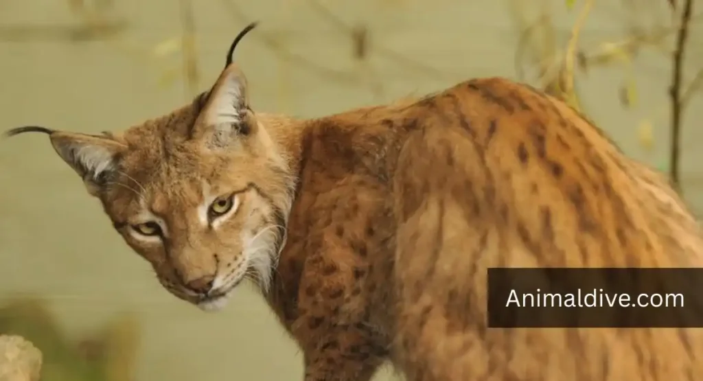 Wildlife That Hunts Rabbits