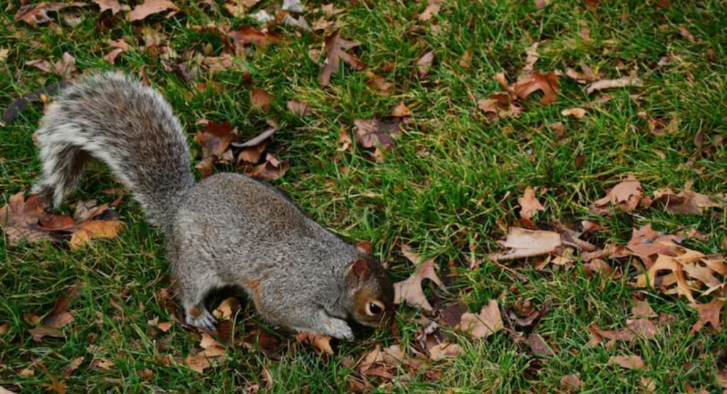 World Cleanest Animal