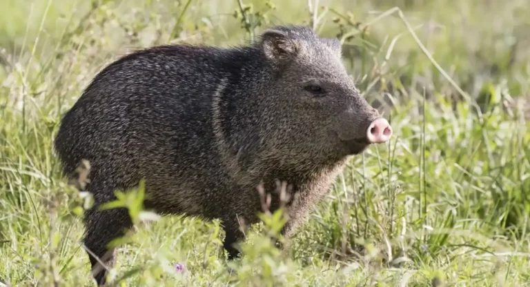 animals that eat cactus