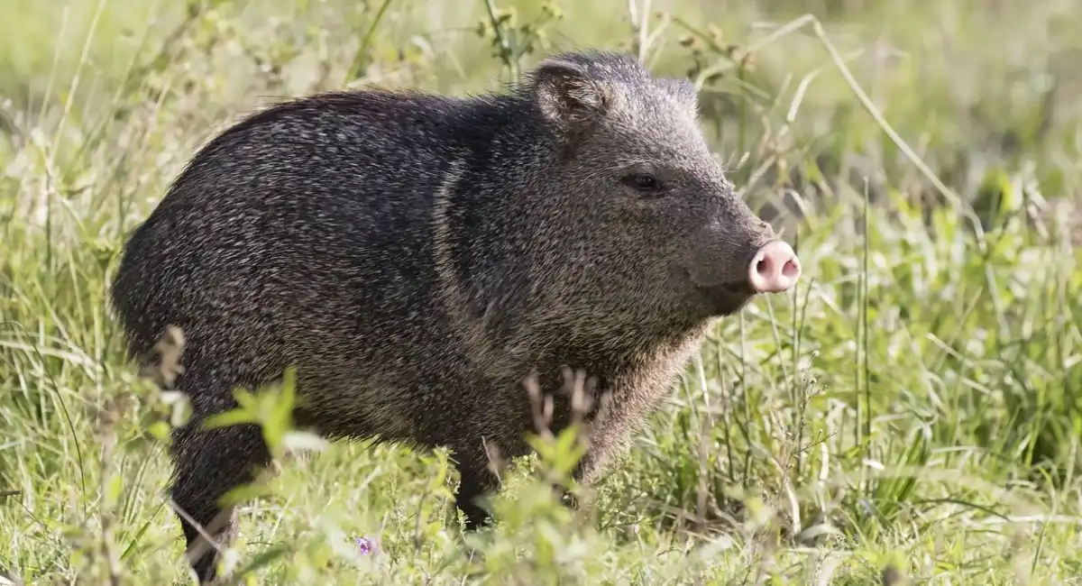 animals that eat cactus