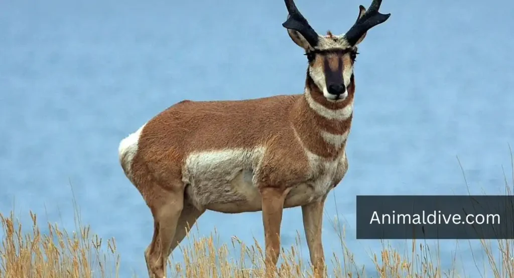 animals that eat prickly pear cactus