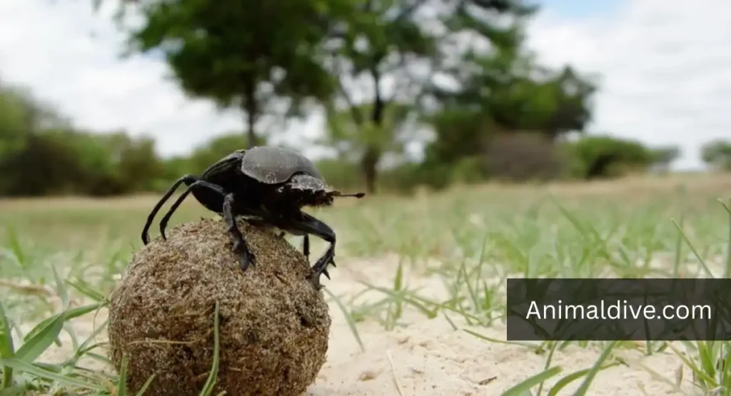 animals that live in dirty places