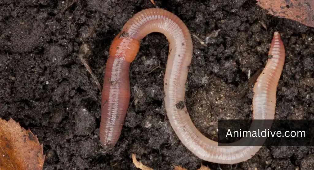 animals that love mud