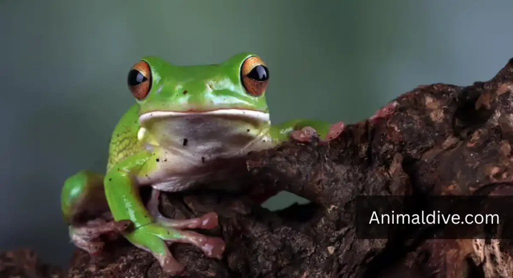 animals with dirty habits