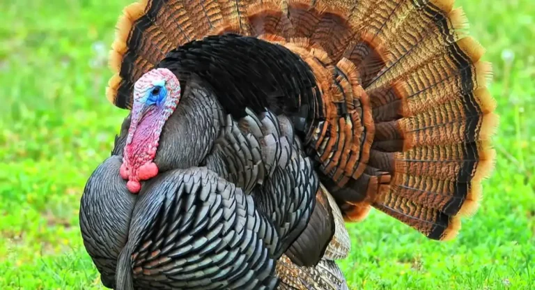 animals with the lowest IQ