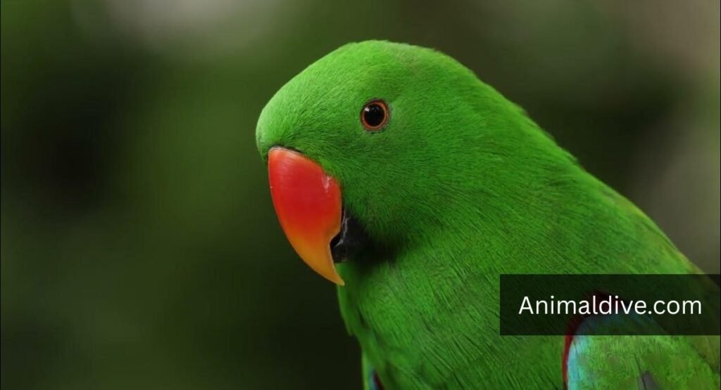 bird down syndrome animals