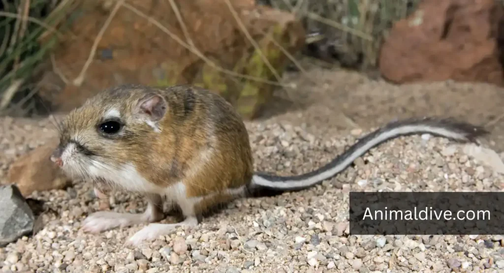 cactus eating animals