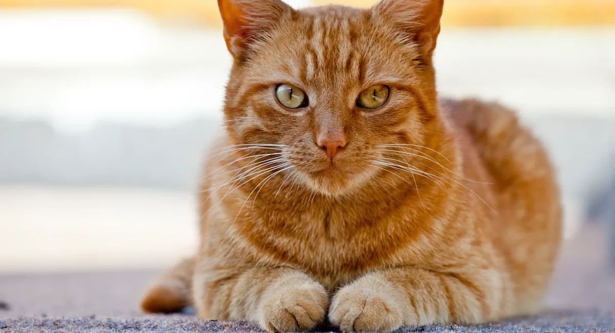 cleanest animals in the world