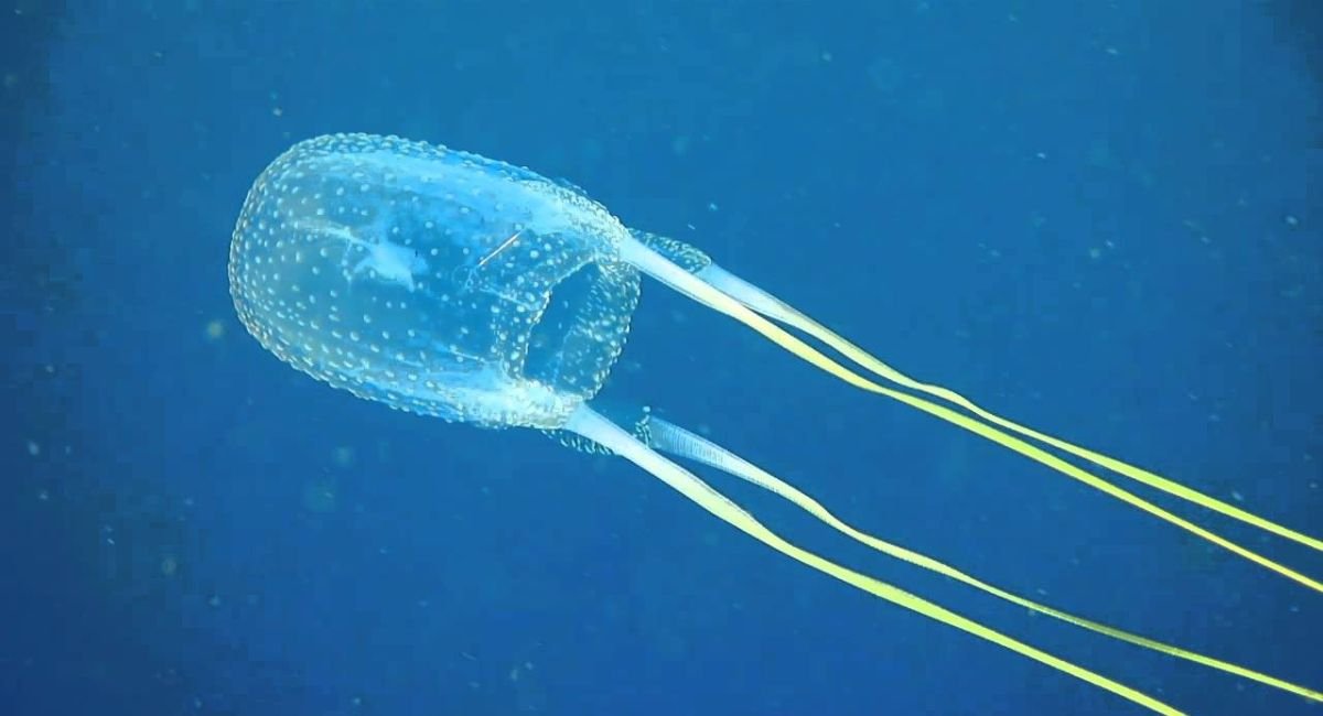 dangerous animals in Puerto Rico