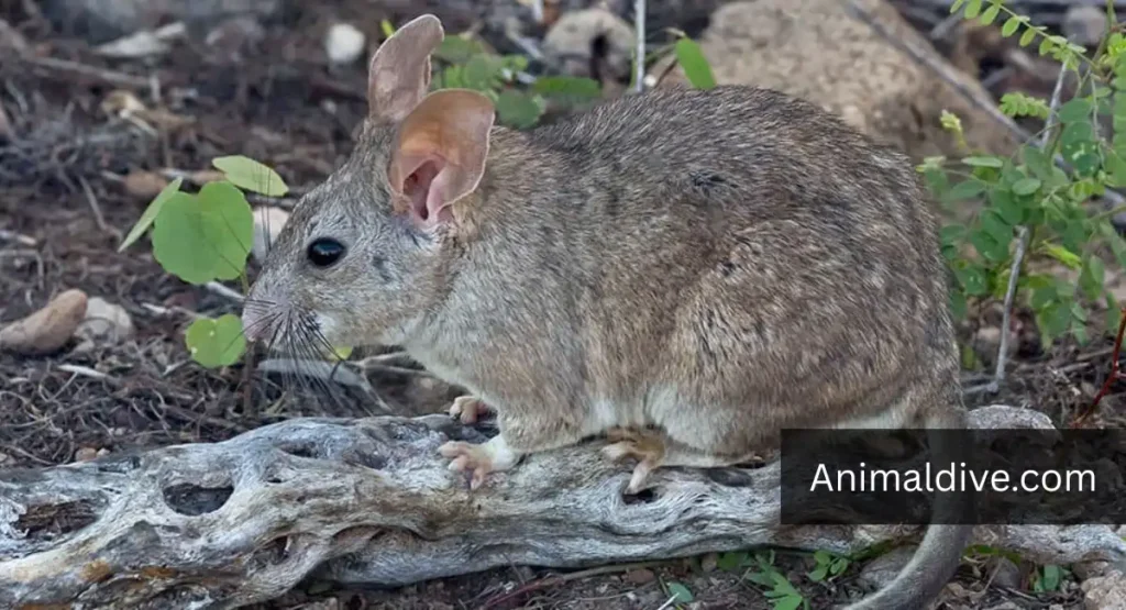 desert animals that eat cactus