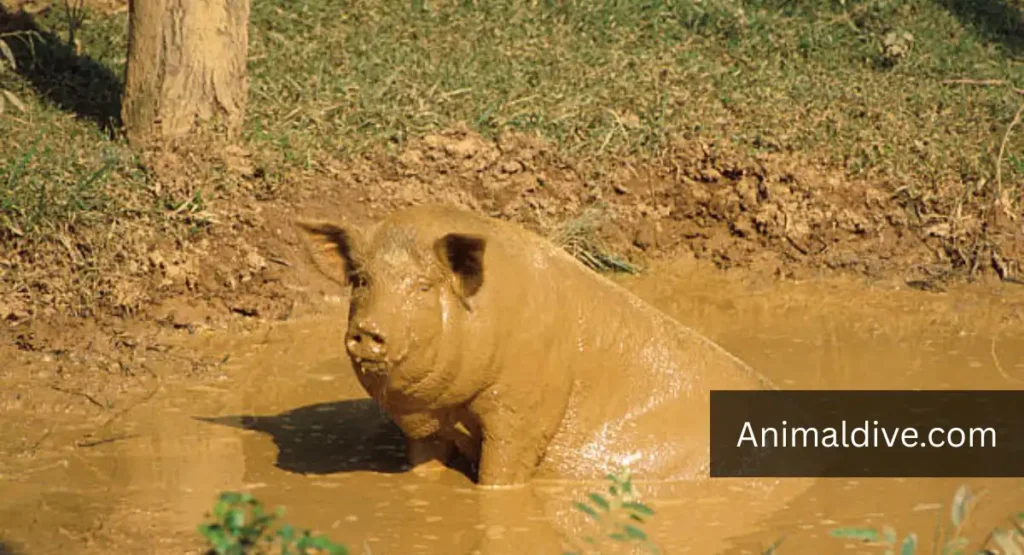 dirtiest animal in the world