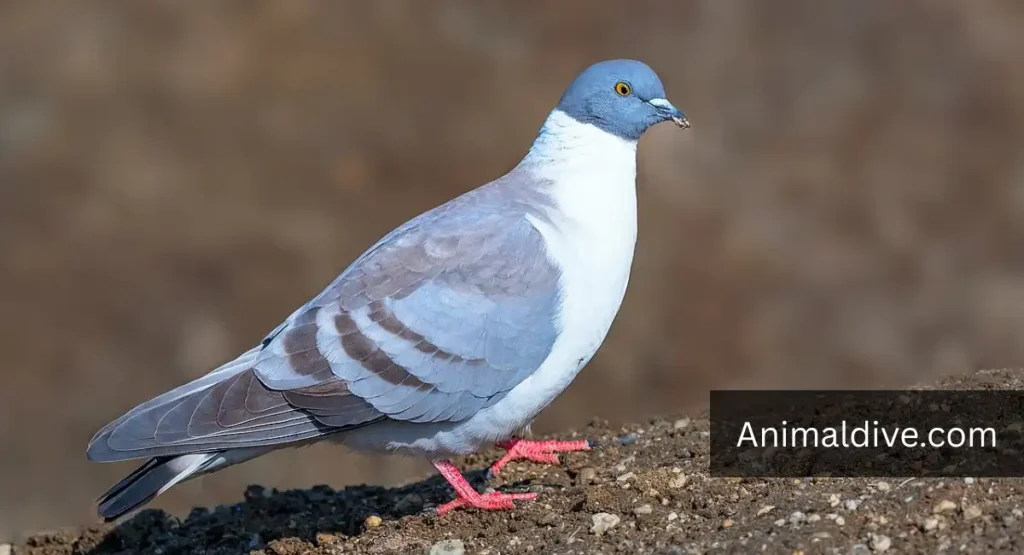 dirtiest animals