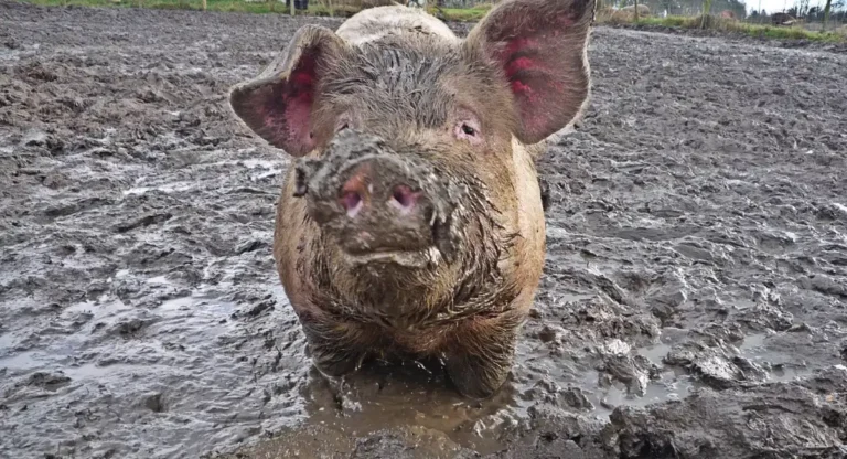 dirtiest animals in the world