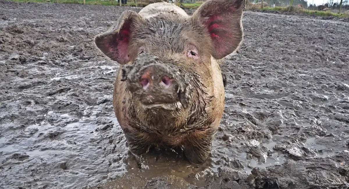 dirtiest animals in the world
