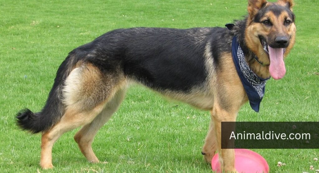 do animals have down syndrome