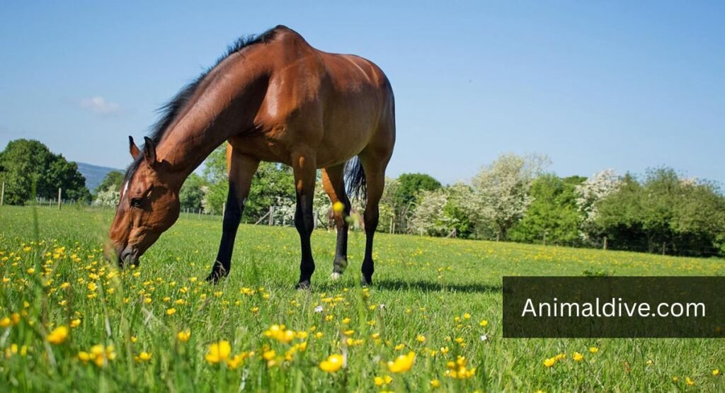 down syndrome animals Horse