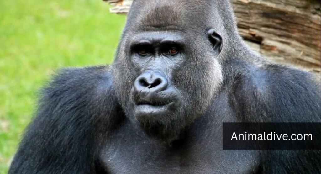 down syndrome animals in the world