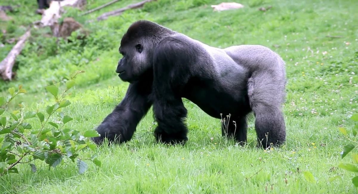 down syndrome animals